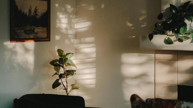 Ποια φυτά διώχνουν την υγρασία από τους τοίχους 