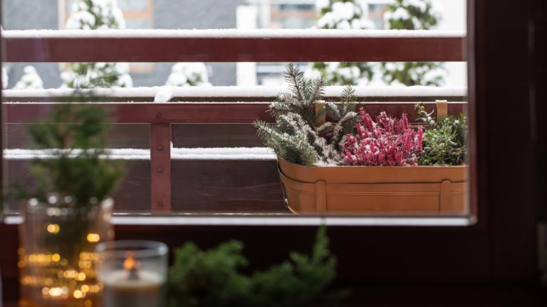 Φυτό ανθεκτικό στις χαμηλές θερμοκρασίες 