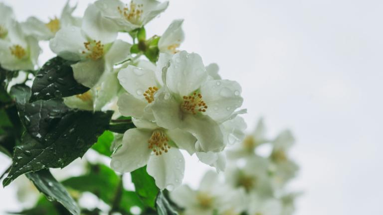 Φυτό με σταγόνες βροχής πάνω 