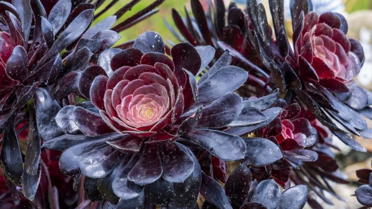 Black Tree Aeonium/Φωτογραφία Shutterstock 