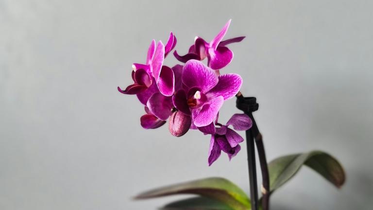 Ανθισμένη ορχιδέα/Φωτογραφία Unsplash 