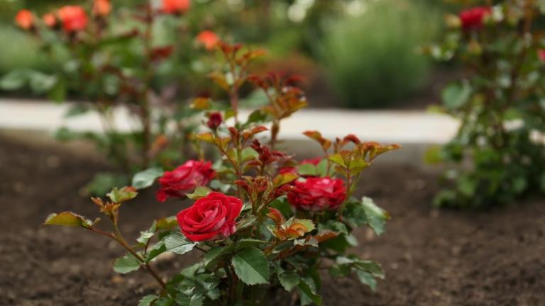 Ποια εποχή είναι καλύτερα να φυτέψετε μια τριανταφυλλιά