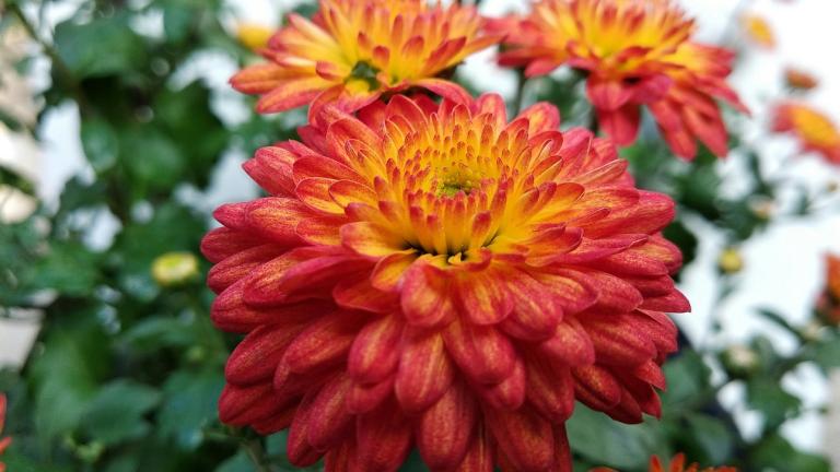 Χρυσάνθεμα/Φωτογραφία Shutterstock 