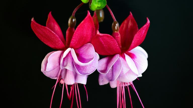 Fuchsia hybrida/Φωτογραφία Unsplash 
