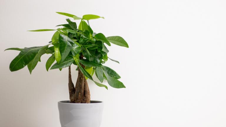 Δέντρο που προσελκύει χρήματα/Φωτογραφία Shuttertock 