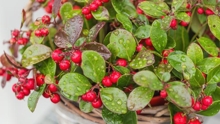 Wintergreen/Φωτογραφία Shutterstock 