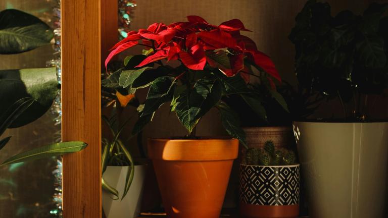 Αλεξανδρινό/Φωτογραφία Unsplash 