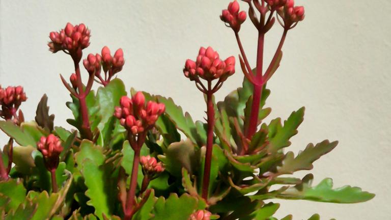 Καλαγχόη σε γλάστρα 