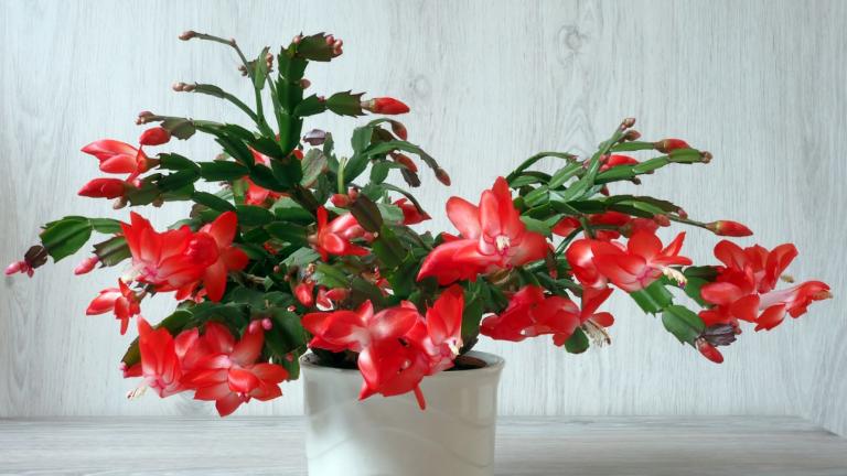 Πώς να σώσετε τον χριστουγεννιάτικο κάκτο