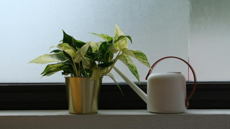 Φυτό εσωτερικού χώρου/Φωτογραφία Unsplash 
