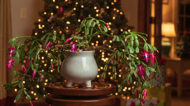 Το λάθος που καταστρέφει αθόρυβα το χριστουγεννιάτικο φυτό σας