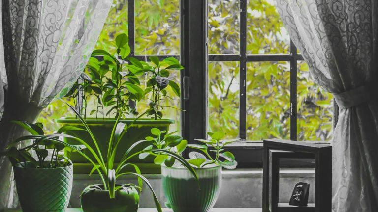 Σε τι βοηθάει το λεμόνι τα φυτά