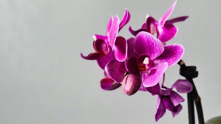 Πού να τοποθετήσετε την ορχιδέα σας