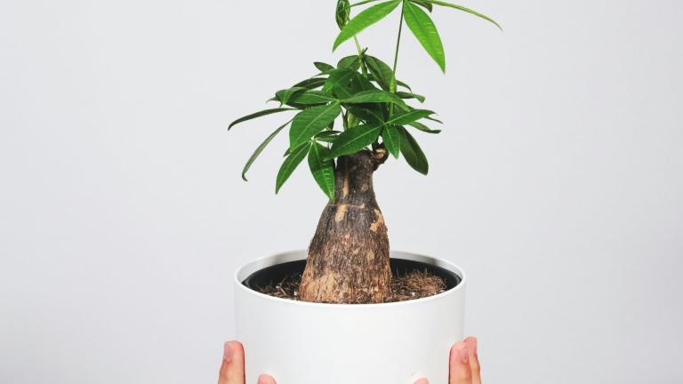 Το πιο δημοφιλές φυτό για το 2026