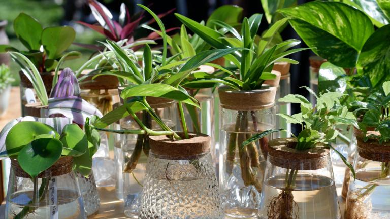 Έξι φυτά που ευδοκιμούν στο νερό και διακοσμούν το σπίτι