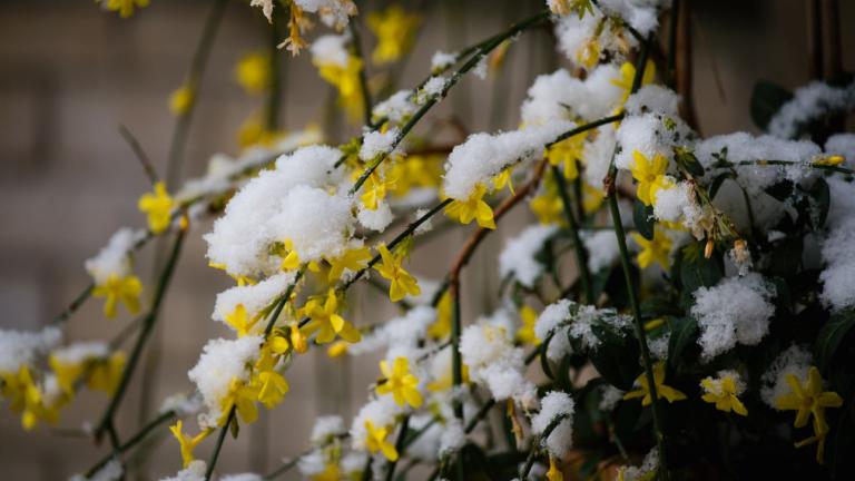 Το αναρριχώμενο φυτό του χειμώνα