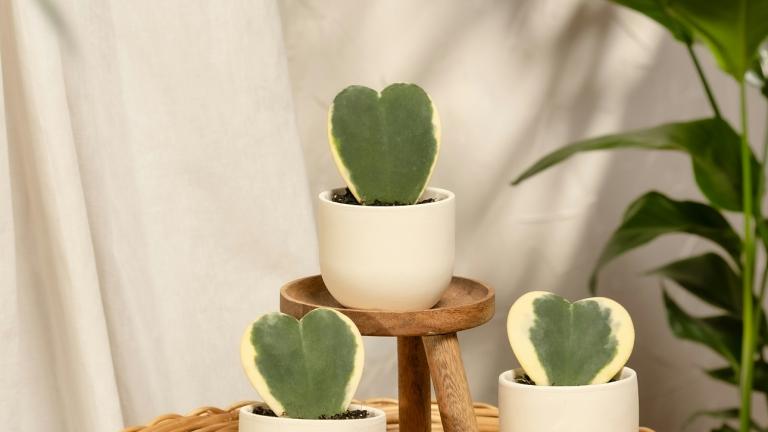 Hoya kerrii/Φωτογραφία Unsplash 