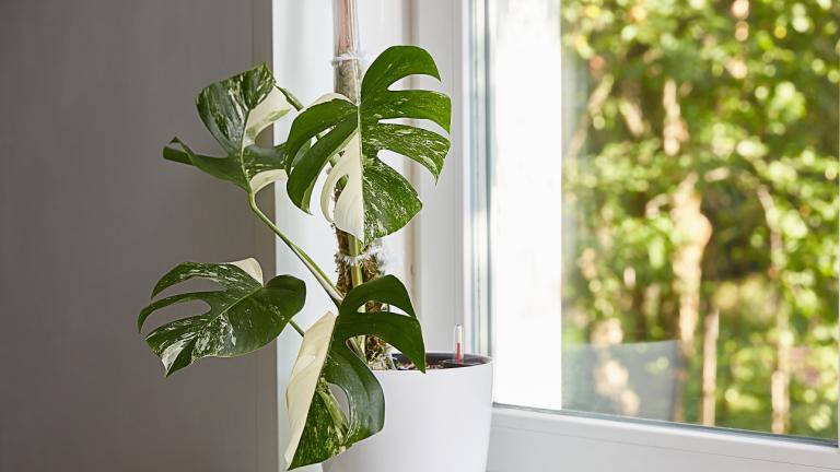 Φωτογραφία Shutterstock 