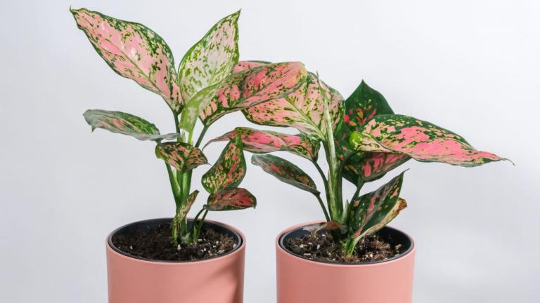 Ποιο φυτό ευδοκιμεί με λίγο φως