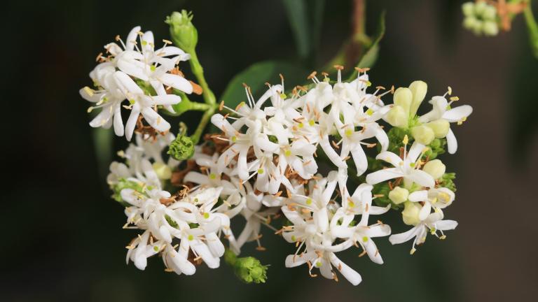 Φυτό με τα επτά άνθη/Φωτογραφία Shutterstock
