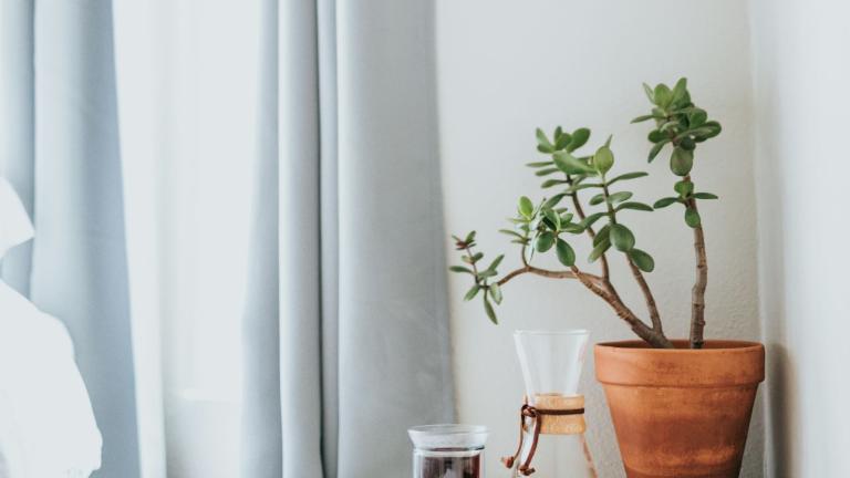 Φυτό που φέρνει τύχη