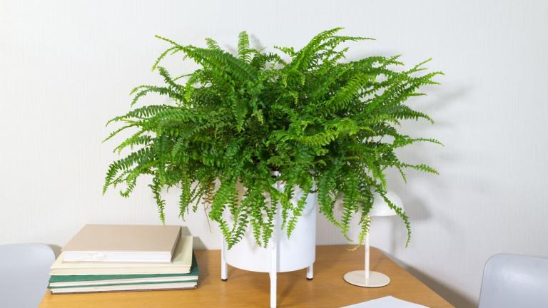 Ποιο φυτό διώχνει την υγρασία