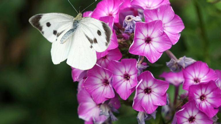 Φυτό/Φωτογραφία Unsplash