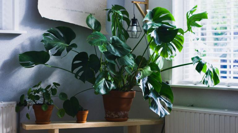 Φυτά εσωτερικού χώρου