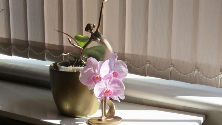 Σωστός τρόπος ποτίσματος ορχιδέας
