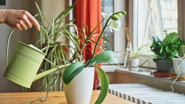 Ορχιδέες που πεθαίνουν: Πώς θα τις αναζωογονήσετε/Φωτογραφία: Shutterstock