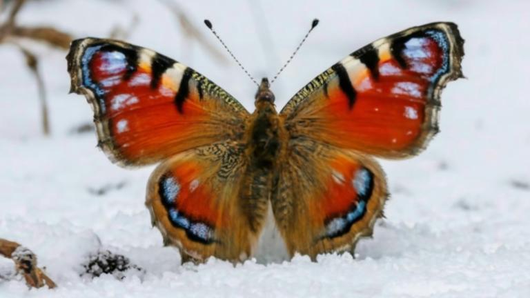 Πεταλούδα τον χειμώνα 