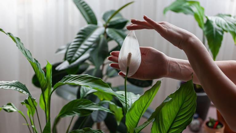 Το φυτό που καθαρίζει την ατμόσφαιρα