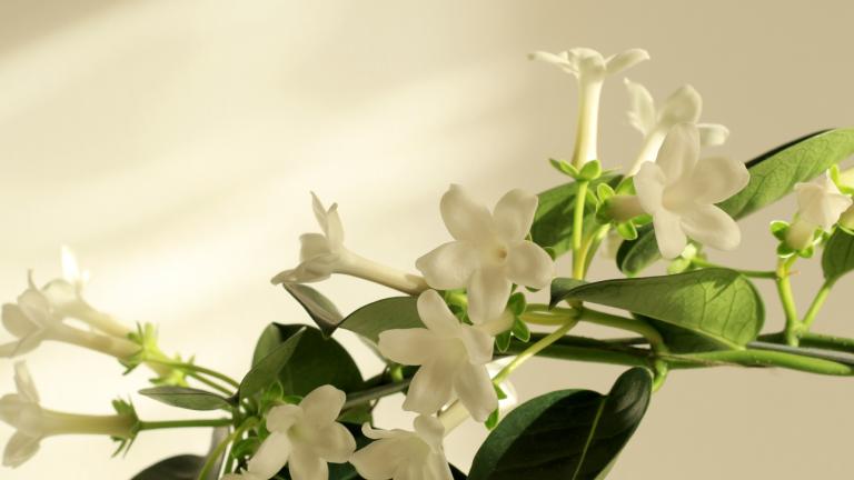 Φυτό που διακοσμεί το σπίτι και αρωματίζει τον χώρο