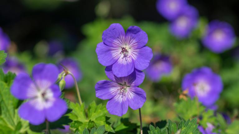 Το πολυετές φυτό γεράνι Rozanne/Φωτογραφία: Shutterstock