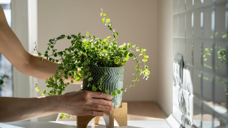 Μετακίνηση φυτού σε γλαστράκι 