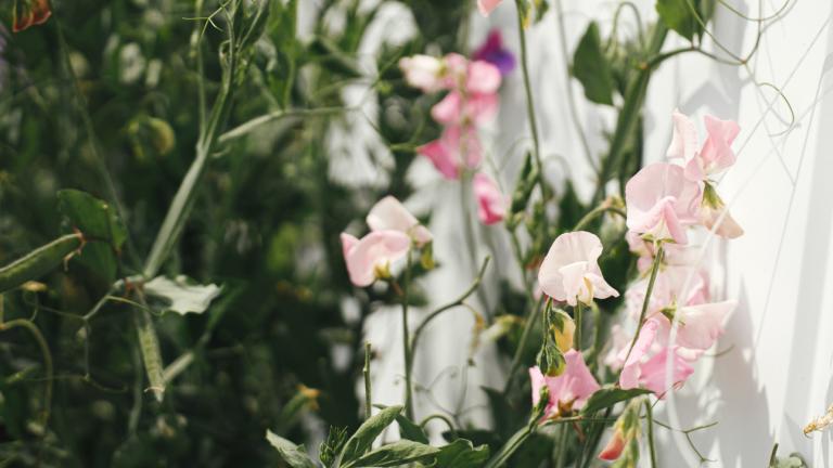 Φυτό αναρριχόμενο