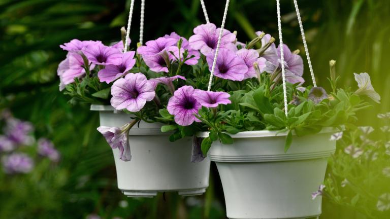 Φυτό κρεμαστό σε γλάστρα 