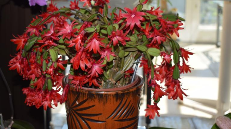 Φυτό του Πάσχα 