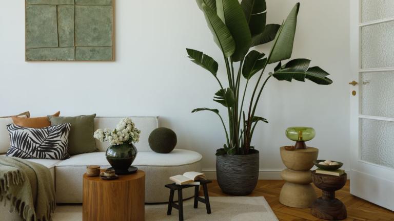 Τα αγαπημένα φυτά των διακοσμητών