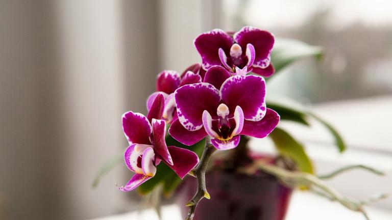 Το φυτό που ανθίζει όλο το χρόνο αντί για ορχιδέα/Φωτογραφία Unsplash 
