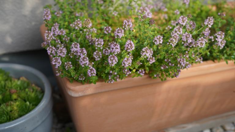 Φυτό σε γλάστρα 