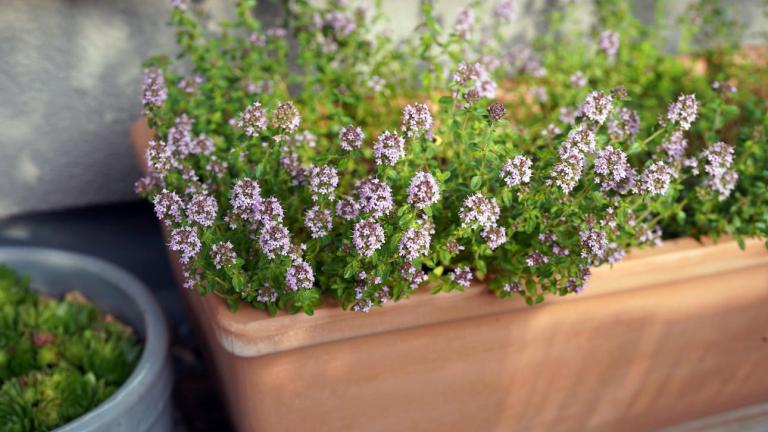 Φυτό σε γλάστρα 