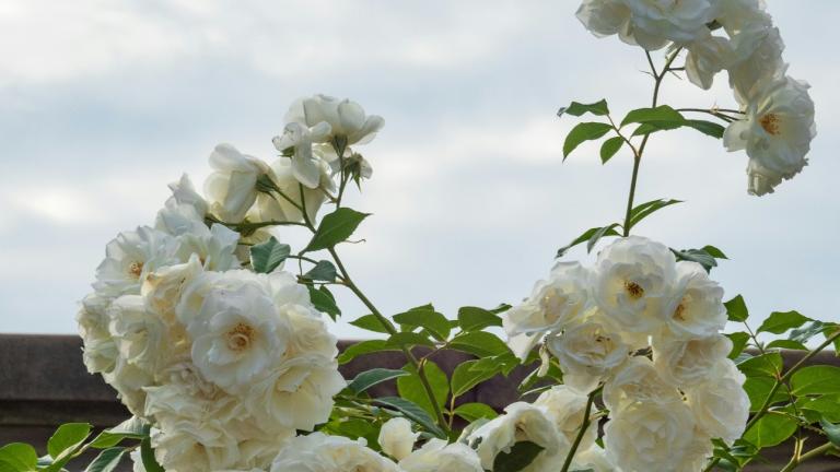  Πώς να κλαδέψετε σωστά τις τριανταφυλλιές για περισσότερα άνθη όλη τη σεζόν