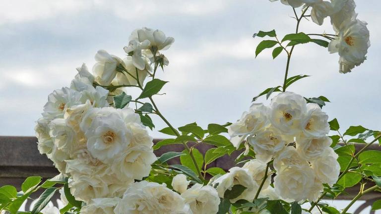  Πώς να κλαδέψετε σωστά τις τριανταφυλλιές για περισσότερα άνθη όλη τη σεζόν