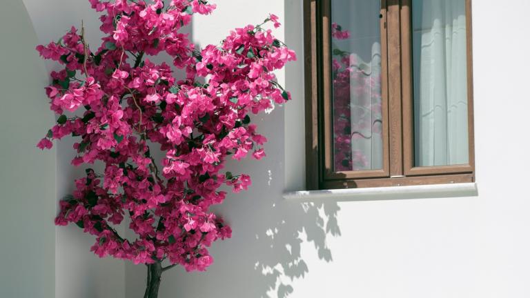 Γιατί η βουκαμβίλια χάνει τα άνθη της -Τι φταίει και πώς να το διορθώσετε