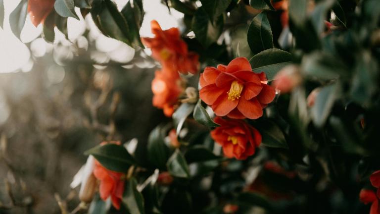 Camellia japonica/Φωτογραφία Unsplash 
