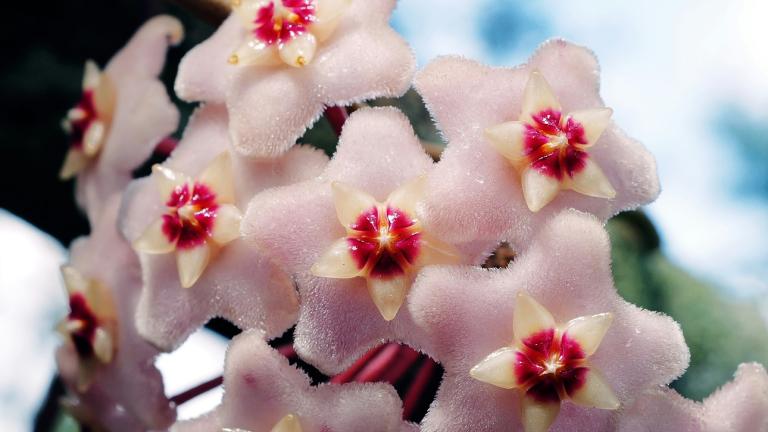 Hoya carnosa - Φωτογραφία Unsplash