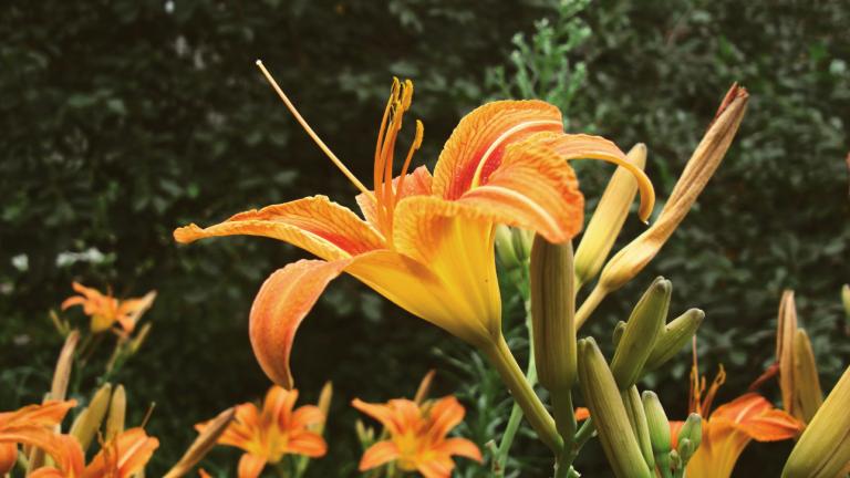 Φυτό που δεν χρειάζεται σχεδόν καθόλου φροντίδα