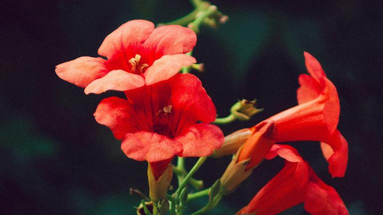 Φυτό/Φωτογραφία Pexels 