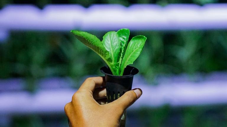 Είναι καλή ιδέα να ποτίζουμε τα φυτά τη νύχτα; Πότε λειτουργεί και πότε όχι